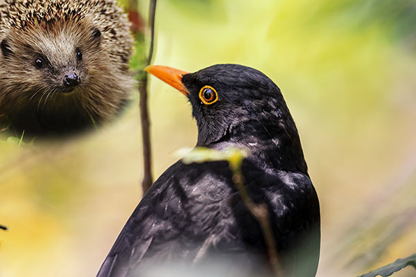 Vogel- und Igelfutter