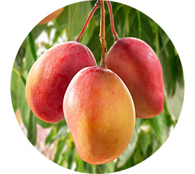 Mangos