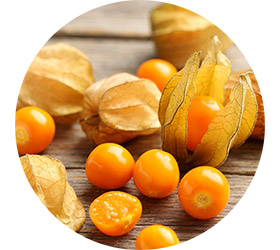 Physalis