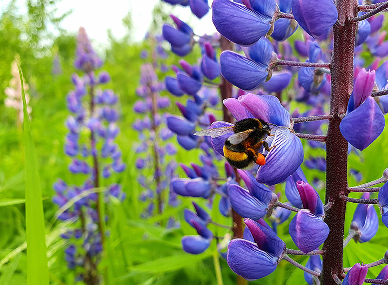 Produktbild 2 zu Artikel Süßlupinen anzeigen