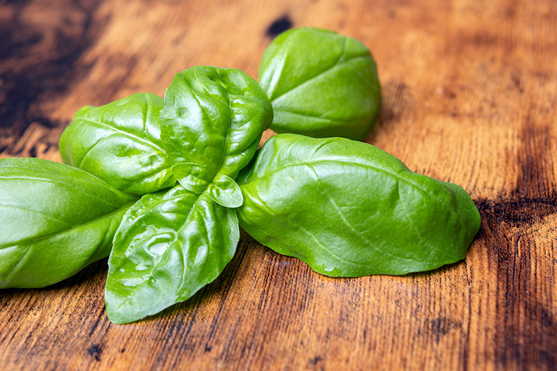 Bild: Aufstrich Basilikum-Zitrone - Bild 1