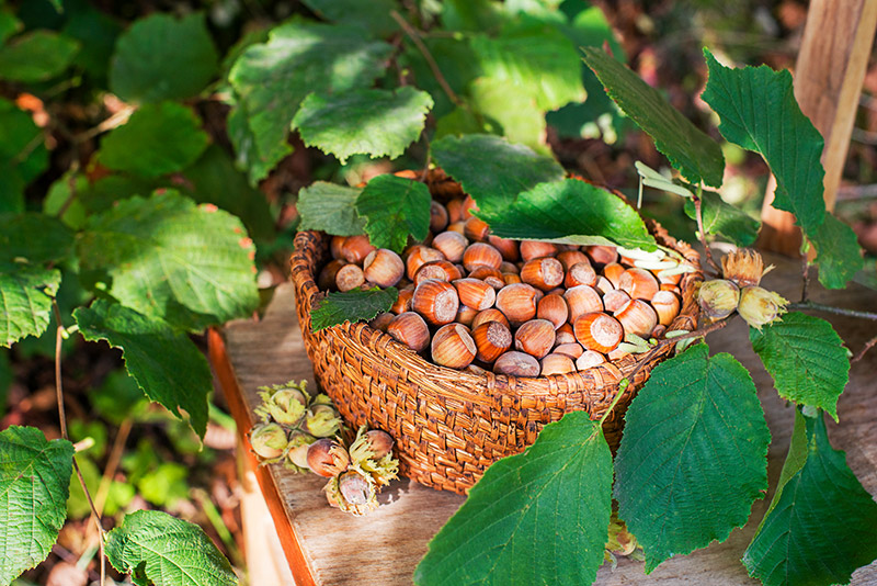 Bild: Oat Treat Choc Chip Hazelnut - Bild 1