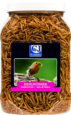 Bild: Mehlwürmer, getrocknet